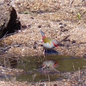 Neochmia temporalis at Bega, NSW - 19 Nov 2019