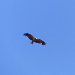 Haliastur sphenurus (Whistling Kite) at Bega, NSW - 19 Nov 2019 by MatthewHiggins