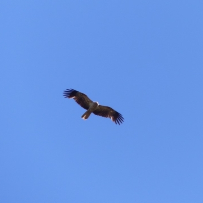 Haliastur sphenurus (Whistling Kite) at Bega, NSW - 19 Nov 2019 by MatthewHiggins