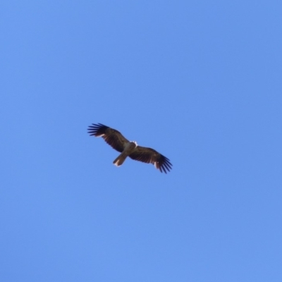 Haliastur sphenurus (Whistling Kite) at Bega, NSW - 18 Nov 2019 by MatthewHiggins