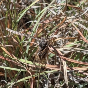 Myopsalta waterhousei at Latham, ACT - 19 Nov 2019 03:25 PM