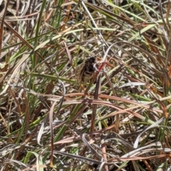 Myopsalta waterhousei at Latham, ACT - 19 Nov 2019