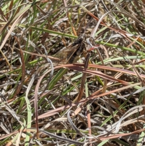 Myopsalta waterhousei at Latham, ACT - 19 Nov 2019