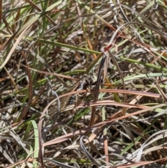 Myopsalta waterhousei at Latham, ACT - 19 Nov 2019 03:25 PM