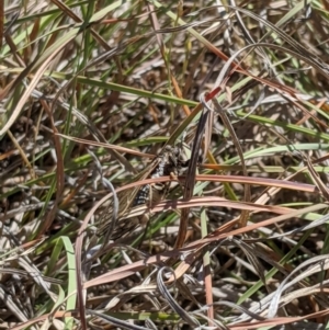 Myopsalta waterhousei at Latham, ACT - 19 Nov 2019