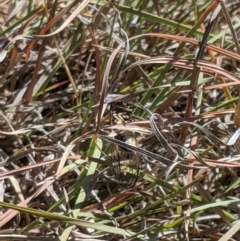 Myopsalta waterhousei at Latham, ACT - 19 Nov 2019 03:25 PM