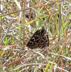 Synemon plana (Golden Sun Moth) at Umbagong District Park - 19 Nov 2019 by MattM