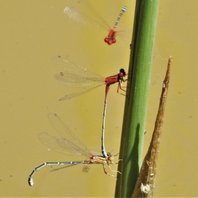 Xanthagrion erythroneurum (Red & Blue Damsel) at Bullen Range - 19 Nov 2019 by JohnBundock