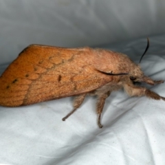 Pararguda nasuta (Wattle Snout Moth) at Rosedale, NSW - 15 Nov 2019 by jbromilow50