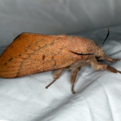 Pararguda nasuta (Wattle Snout Moth) at Rosedale, NSW - 15 Nov 2019 by jbromilow50