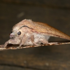 Pararguda nasuta at Rosedale, NSW - 15 Nov 2019 10:18 PM