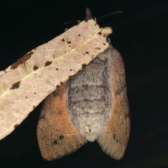 Pararguda nasuta at Rosedale, NSW - 15 Nov 2019 10:18 PM