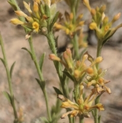 Pimelea curviflora (Curved Rice-flower) at Royalla, NSW - 19 Nov 2019 by MPennay