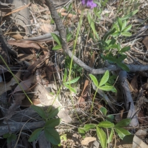 Glycine tabacina at Royalla, ACT - 19 Nov 2019