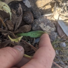 Unverified Daisy at Royalla, NSW - 19 Nov 2019 by MPennay