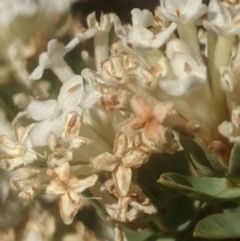 Pimelea glauca (Smooth Rice Flower) at Royalla, NSW - 19 Nov 2019 by MPennay