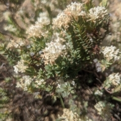 Pimelea glauca at Royalla, NSW - 19 Nov 2019