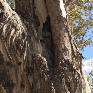 Eucalyptus melliodora at Garran, ACT - 17 Nov 2019 02:57 PM