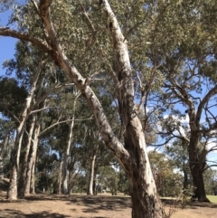 Eucalyptus melliodora at Garran, ACT - 17 Nov 2019 02:57 PM