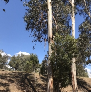 Eucalyptus globulus subsp. bicostata at Garran, ACT - 17 Nov 2019 02:51 PM