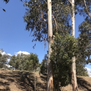 Eucalyptus globulus subsp. bicostata at Garran, ACT - 17 Nov 2019