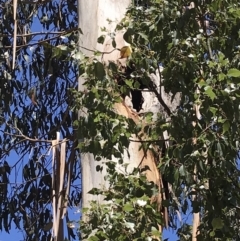 Eucalyptus globulus subsp. bicostata at Garran, ACT - 17 Nov 2019 02:51 PM