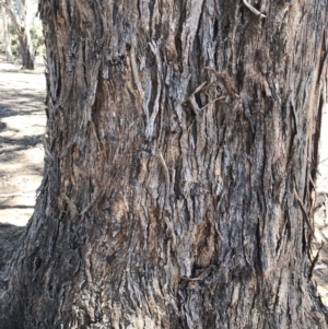 Eucalyptus melliodora at Garran, ACT - 17 Nov 2019