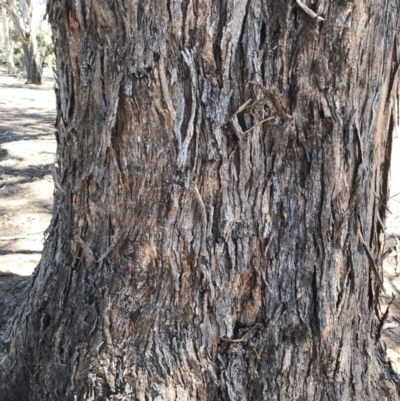 Eucalyptus melliodora (Yellow Box) at Federal Golf Course - 17 Nov 2019 by Glynnature