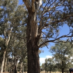 Eucalyptus melliodora at Garran, ACT - 17 Nov 2019