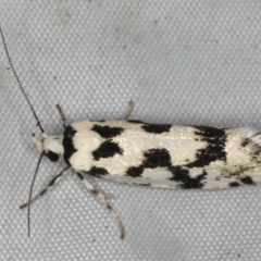 Lichenaula calligrapha (A curved-horn moth) at Rosedale, NSW - 15 Nov 2019 by jb2602