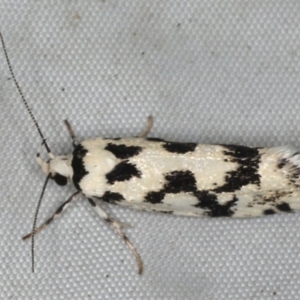 Lichenaula calligrapha at Rosedale, NSW - 15 Nov 2019 10:02 PM