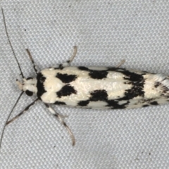 Lichenaula calligrapha at Rosedale, NSW - 15 Nov 2019 10:02 PM