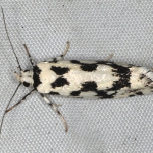 Lichenaula calligrapha at Rosedale, NSW - 15 Nov 2019 10:02 PM