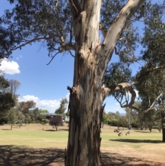 Eucalyptus globulus subsp. bicostata (Southern Blue Gum, Eurabbie) at Garran, ACT - 17 Nov 2019 by Glynnature