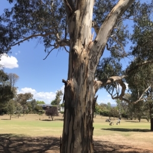 Eucalyptus globulus subsp. bicostata at Garran, ACT - 17 Nov 2019