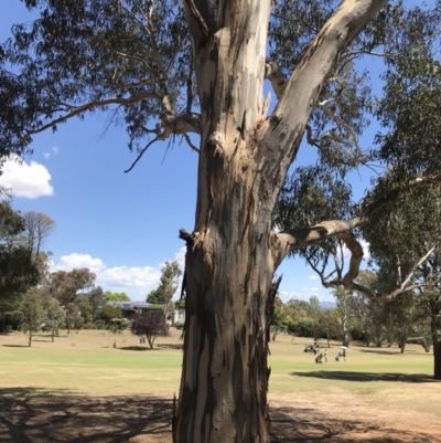 Eucalyptus globulus subsp. bicostata (Southern Blue Gum, Eurabbie) at Garran, ACT - 17 Nov 2019 by Glynnature