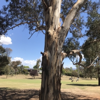 Eucalyptus bicostata (Southern Blue Gum, Eurabbie) at Garran, ACT - 17 Nov 2019 by Glynnature