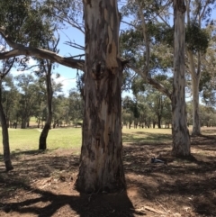 Eucalyptus globulus subsp. bicostata at Garran, ACT - 17 Nov 2019