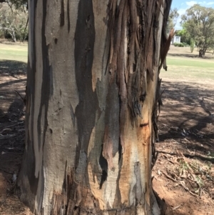 Eucalyptus globulus subsp. bicostata at Garran, ACT - 17 Nov 2019