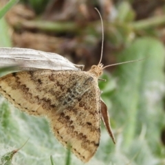 Scopula rubraria (Reddish Wave, Plantain Moth) at Fyshwick, ACT - 6 Sep 2019 by Christine