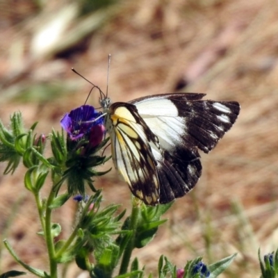 Belenois java (Caper White) at Paddys River, ACT - 18 Nov 2019 by RodDeb