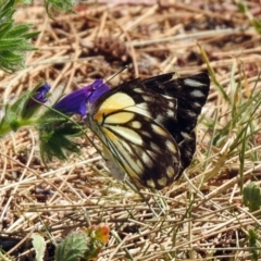 Belenois java at Paddys River, ACT - 18 Nov 2019 10:58 AM