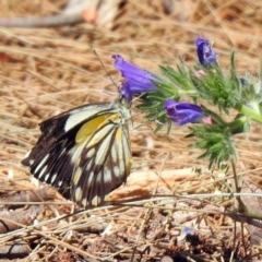 Belenois java at Paddys River, ACT - 18 Nov 2019 10:58 AM