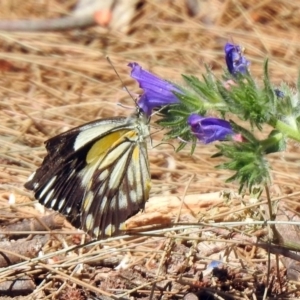 Belenois java at Paddys River, ACT - 18 Nov 2019