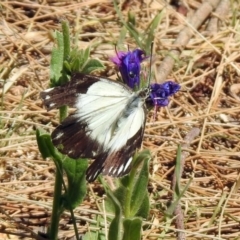 Belenois java at Paddys River, ACT - 18 Nov 2019