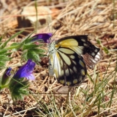 Belenois java at Paddys River, ACT - 18 Nov 2019