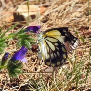 Belenois java at Paddys River, ACT - 18 Nov 2019 10:58 AM