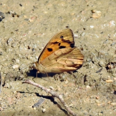Heteronympha merope (Common Brown Butterfly) at Paddys River, ACT - 18 Nov 2019 by RodDeb