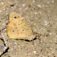 Heteronympha merope at Paddys River, ACT - 18 Nov 2019 11:26 AM