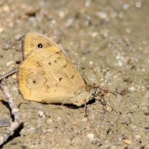 Heteronympha merope at Paddys River, ACT - 18 Nov 2019